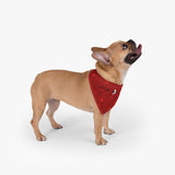 Jolly Pet Bandana